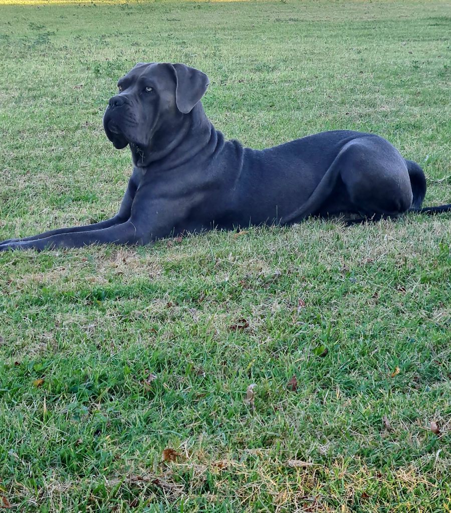 S'wanda des seigneurs de spartes