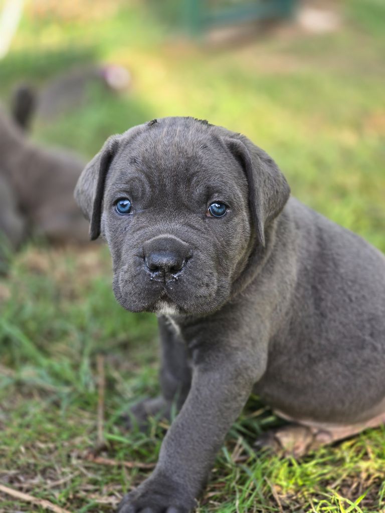 Les Joyaux de la Vallee - Chiots disponibles - Cane Corso