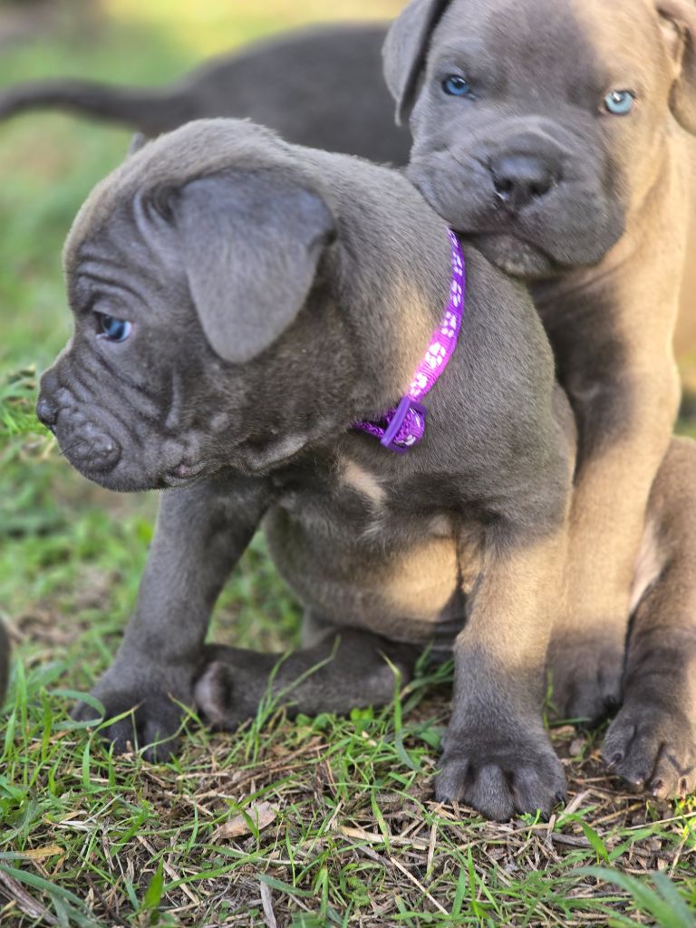 Les Joyaux de la Vallee - Chiots disponibles - Cane Corso
