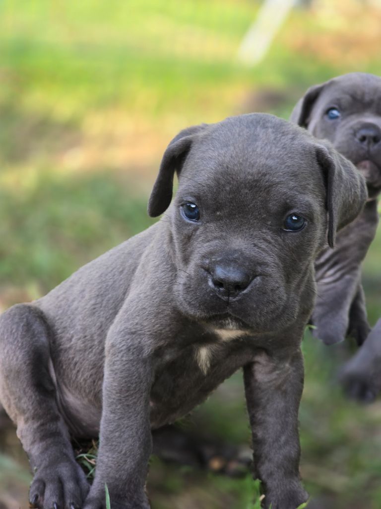 Les Joyaux de la Vallee - Chiots disponibles - Cane Corso