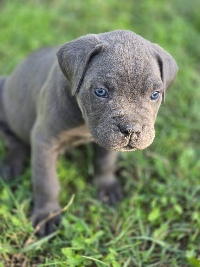 Les Joyaux de la Vallee - Chiots disponibles - Cane Corso