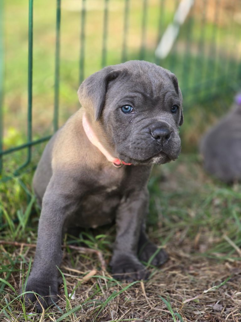Les Joyaux de la Vallee - Chiots disponibles - Cane Corso