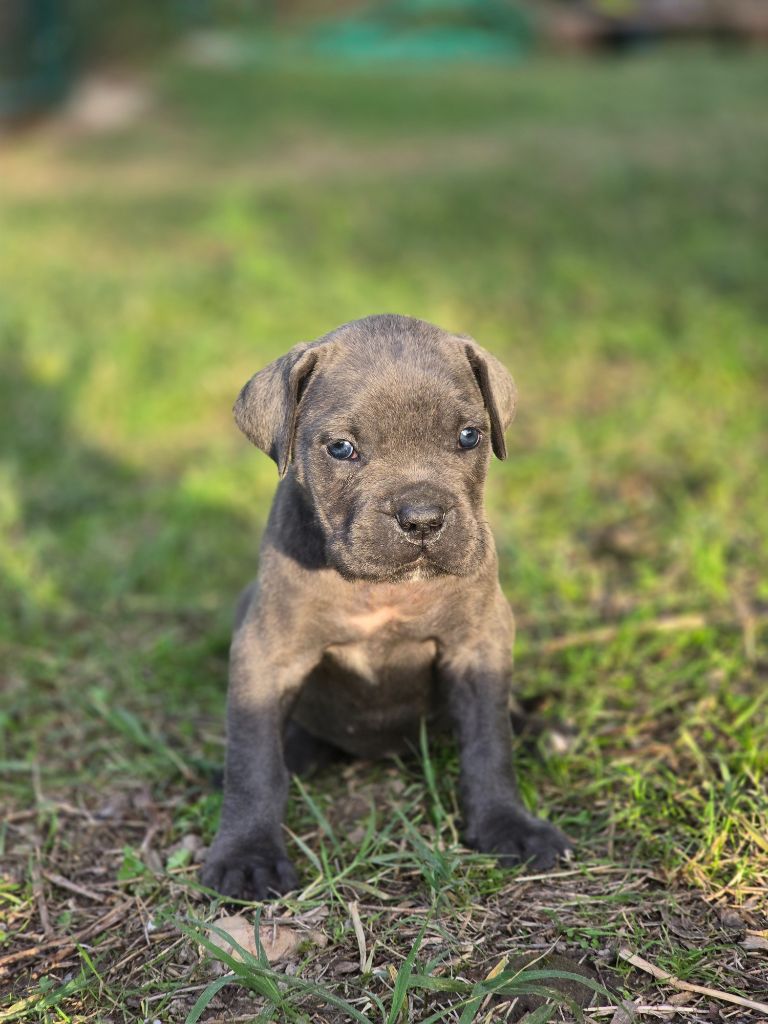 Les Joyaux de la Vallee - Chiots disponibles - Cane Corso